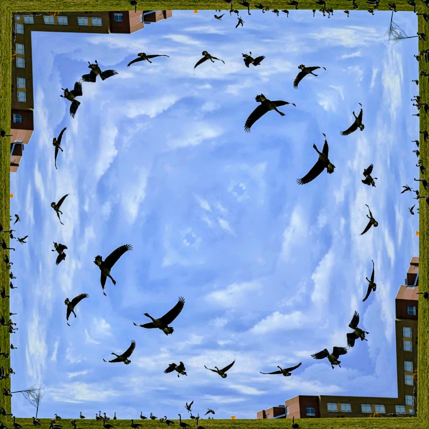 School of Geese